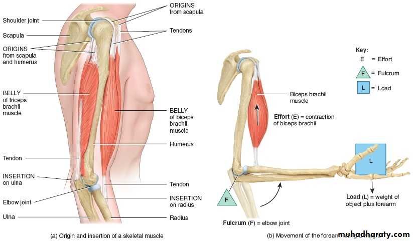 Connective tissue