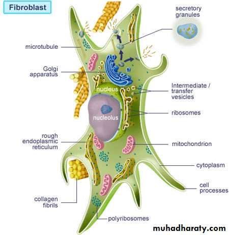 Connective tissue