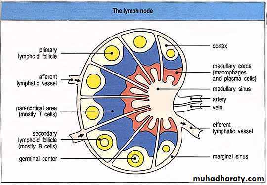 Pathology of lymph nodes