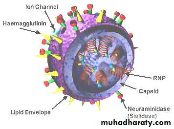 Antiviral Drugs