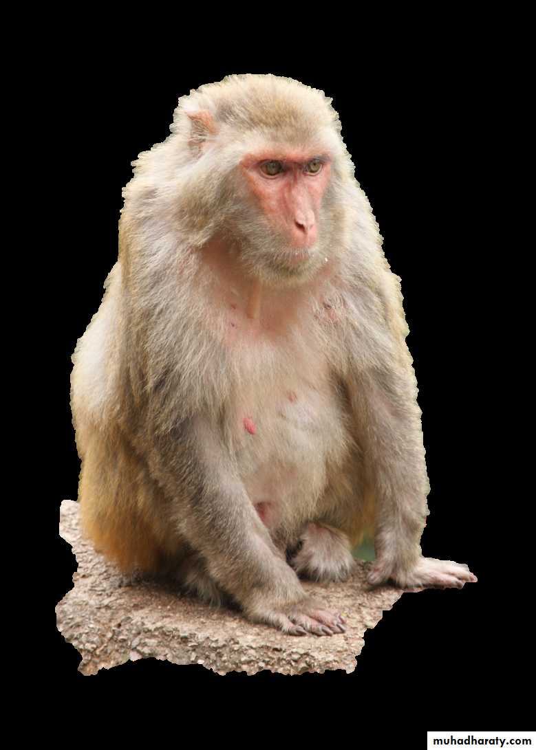 Disorders in Immunity
