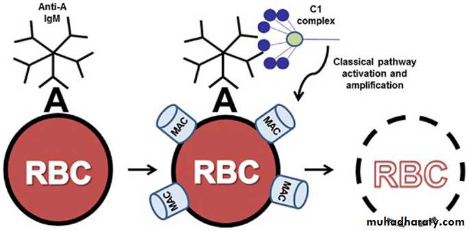 Disorders in Immunity