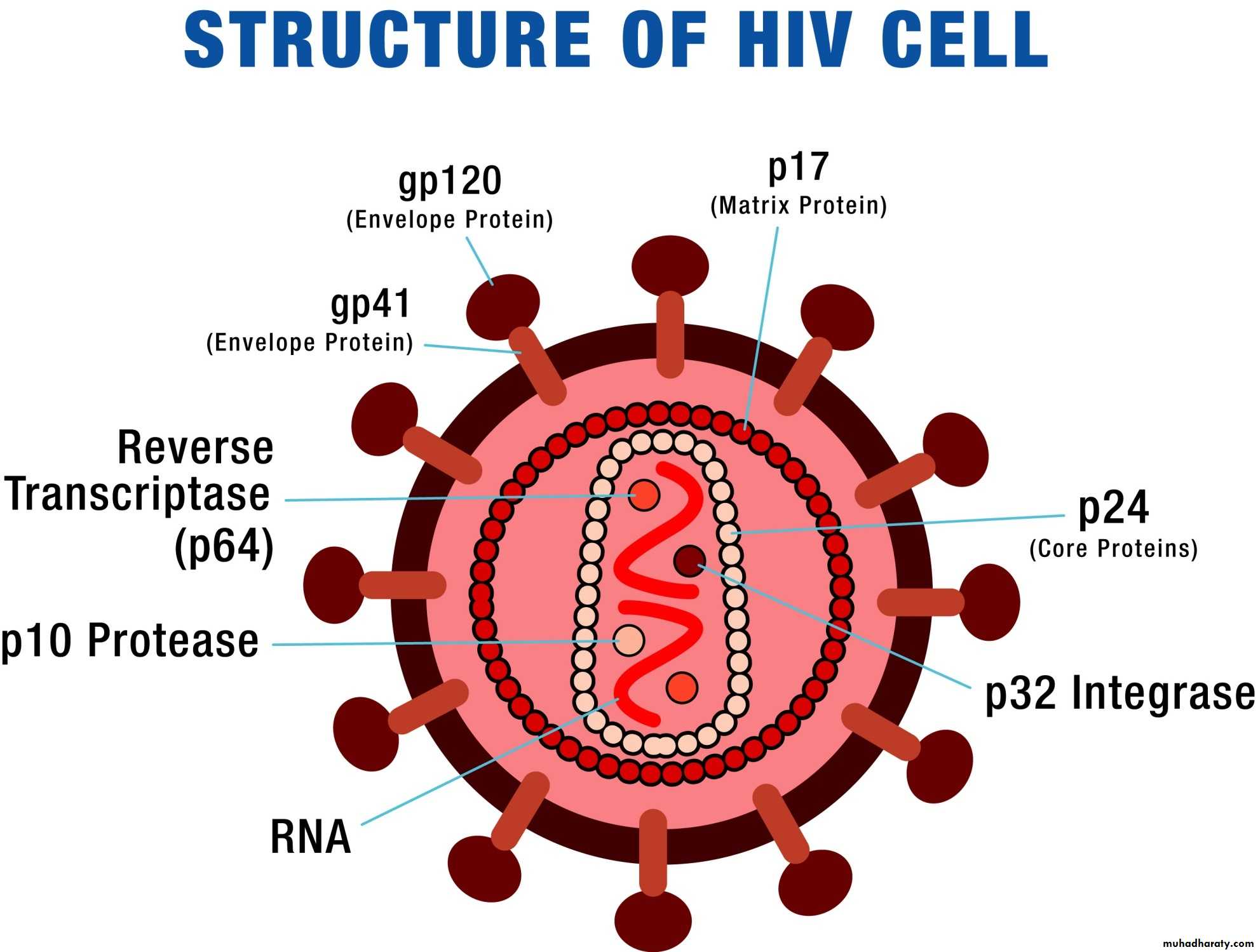 AIDS - HIV