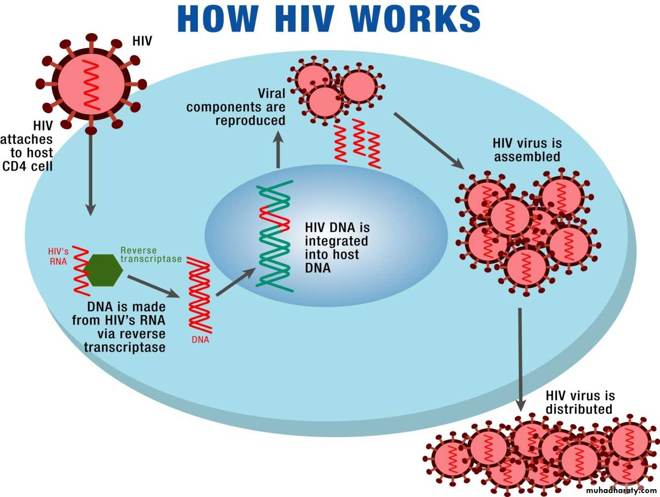 AIDS - HIV