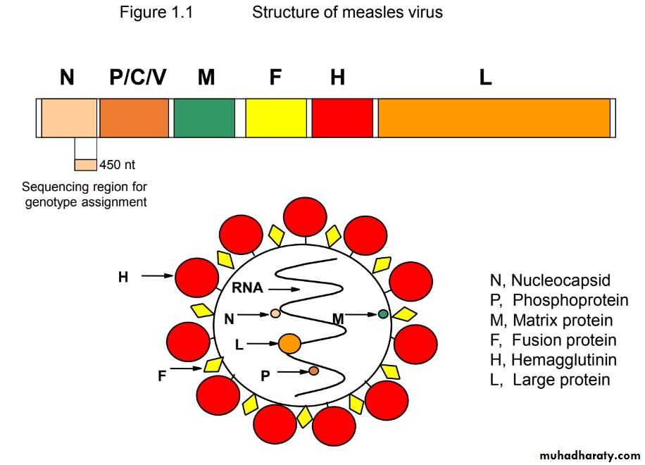 Paramyxoviruses