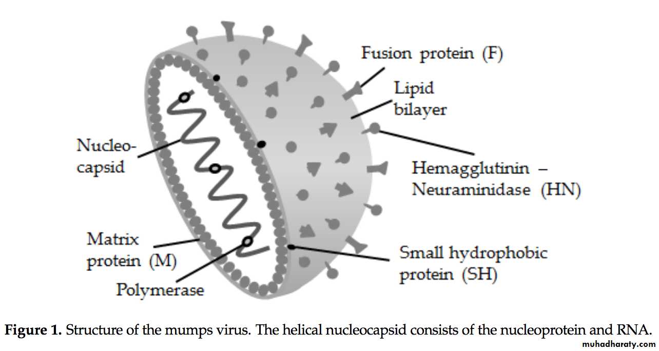 Paramyxoviruses