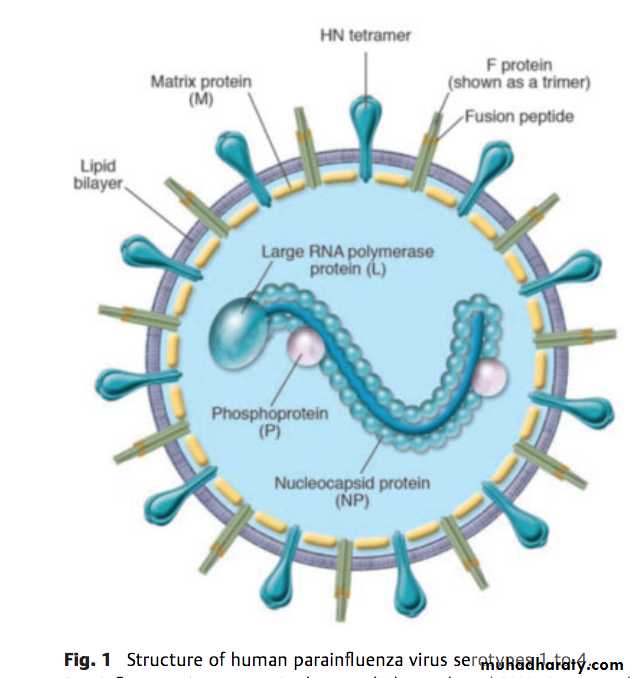 Paramyxoviruses