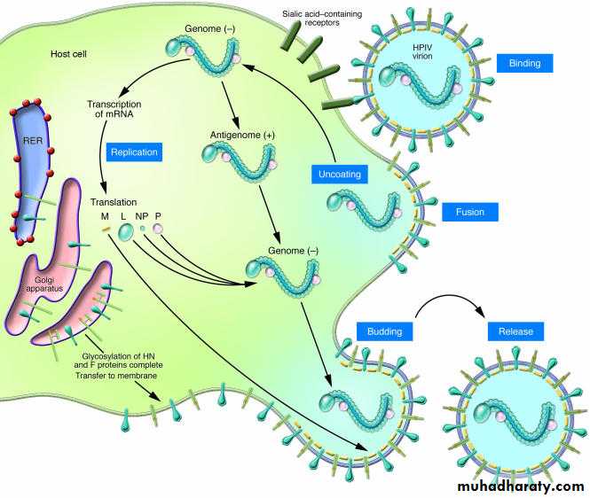 Paramyxoviruses