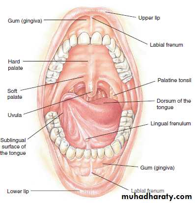 Terminology : Part 4