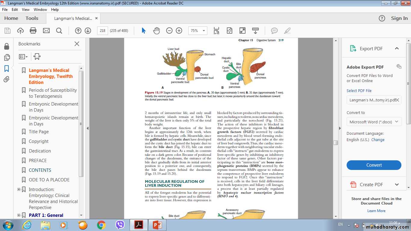 Digestive system-2