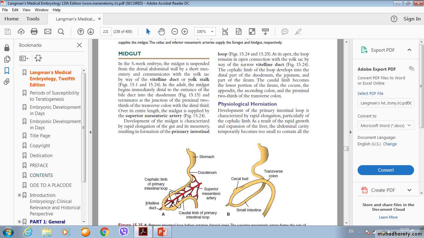 Digestive system-2