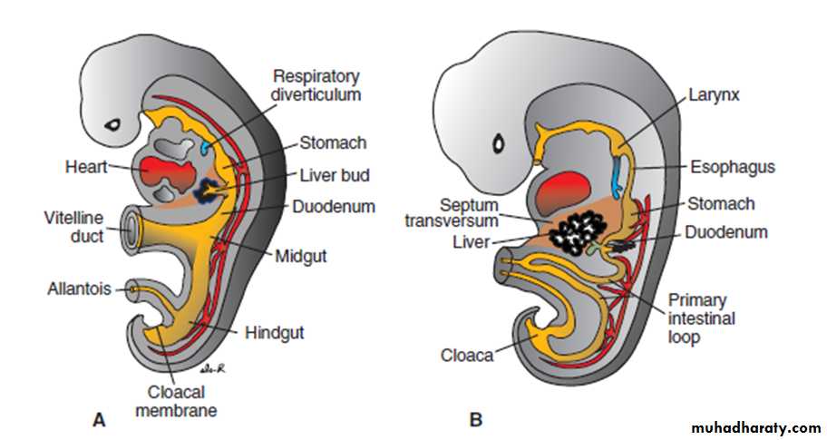 Digestive system-2