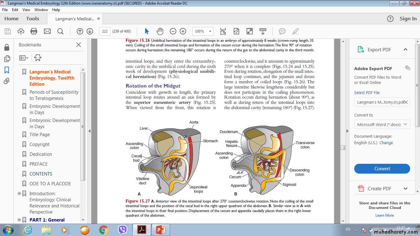 Digestive system-2