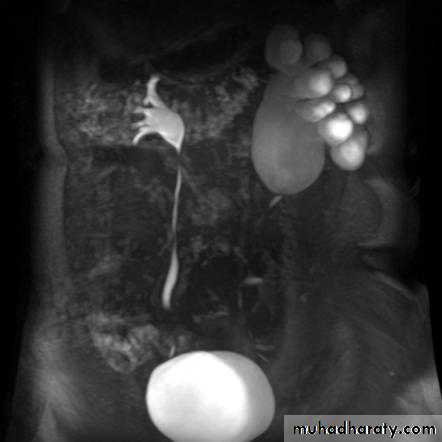 Genito-urinary System