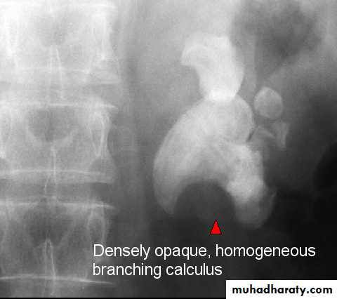 Genito-urinary System