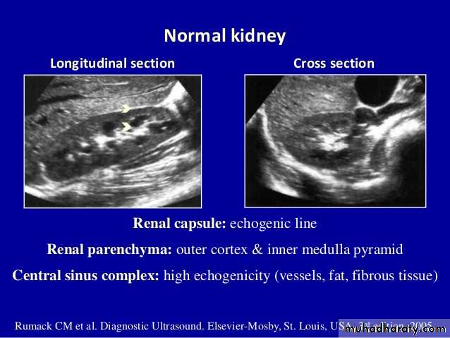 Genito-urinary System
