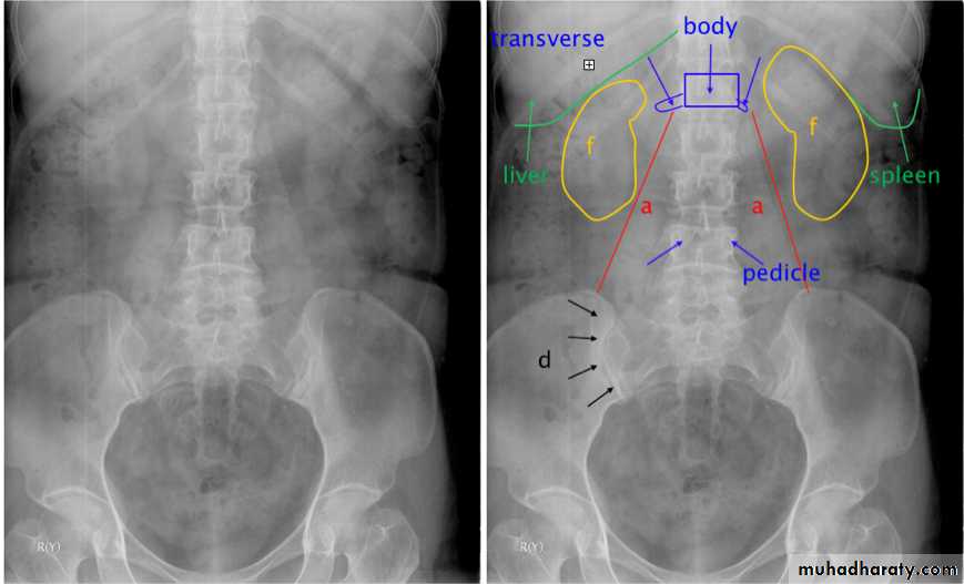 Genito-urinary System