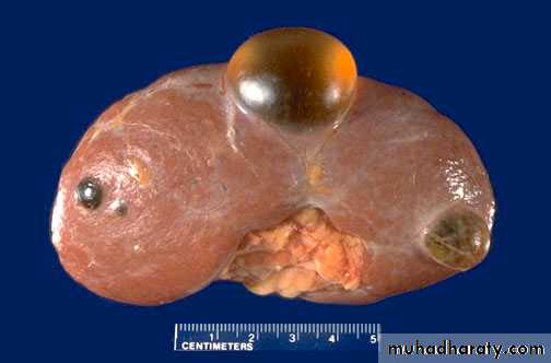 Genito-urinary System