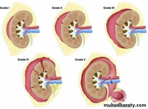 Genito-urinary System