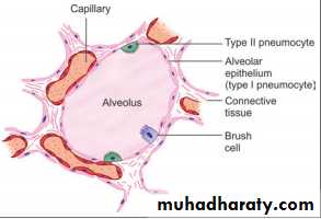 Histology of Lung