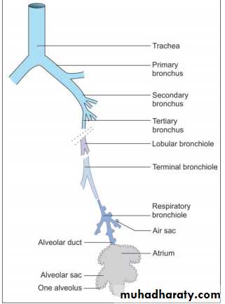 Histology of Lung