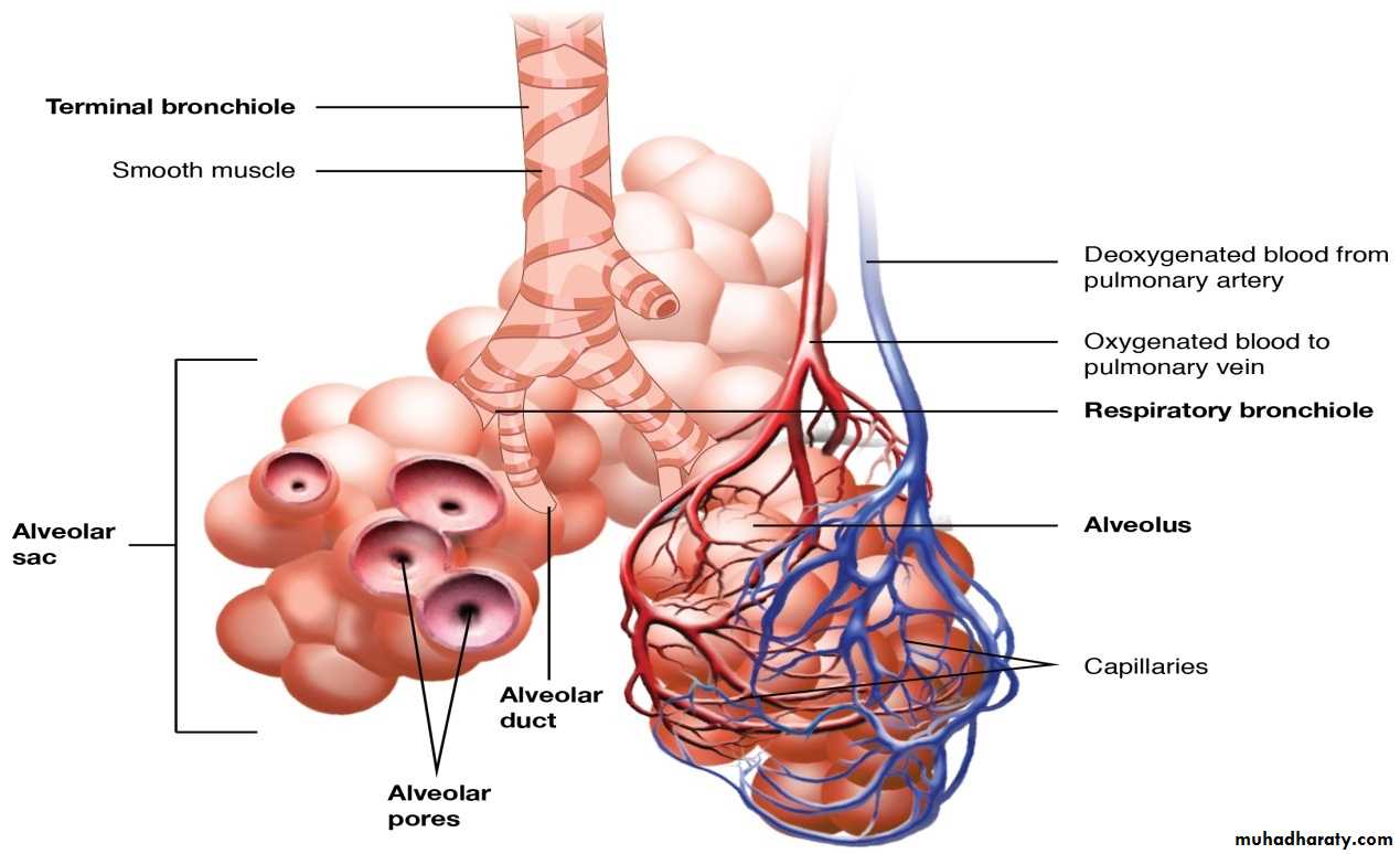 Histology of Lung
