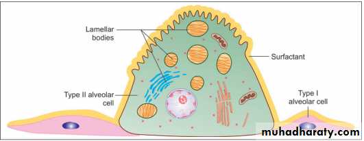 Histology of Lung
