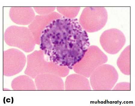 Blood