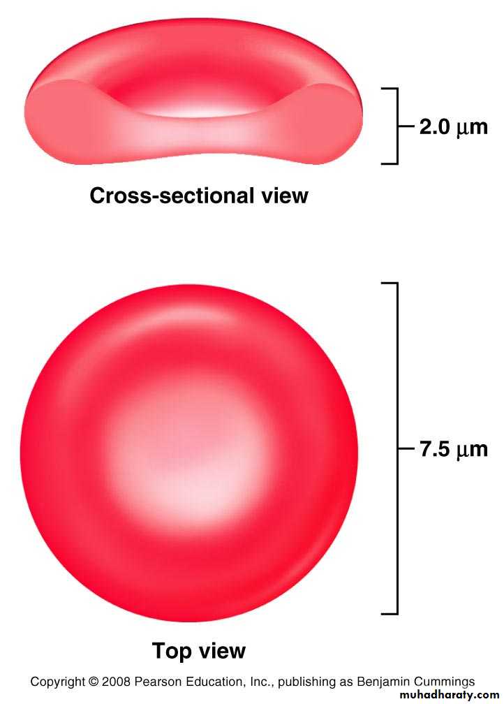 Blood