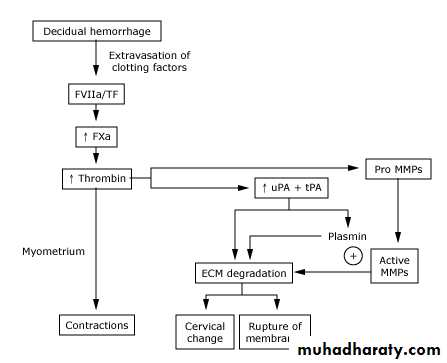 Preterm labour