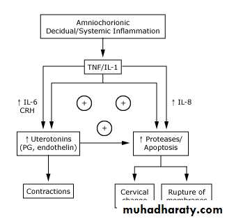 Preterm labour