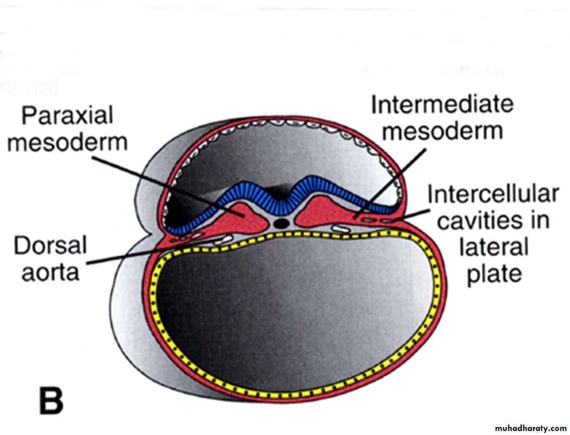 Urinary system
