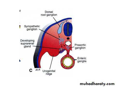 Urinary system