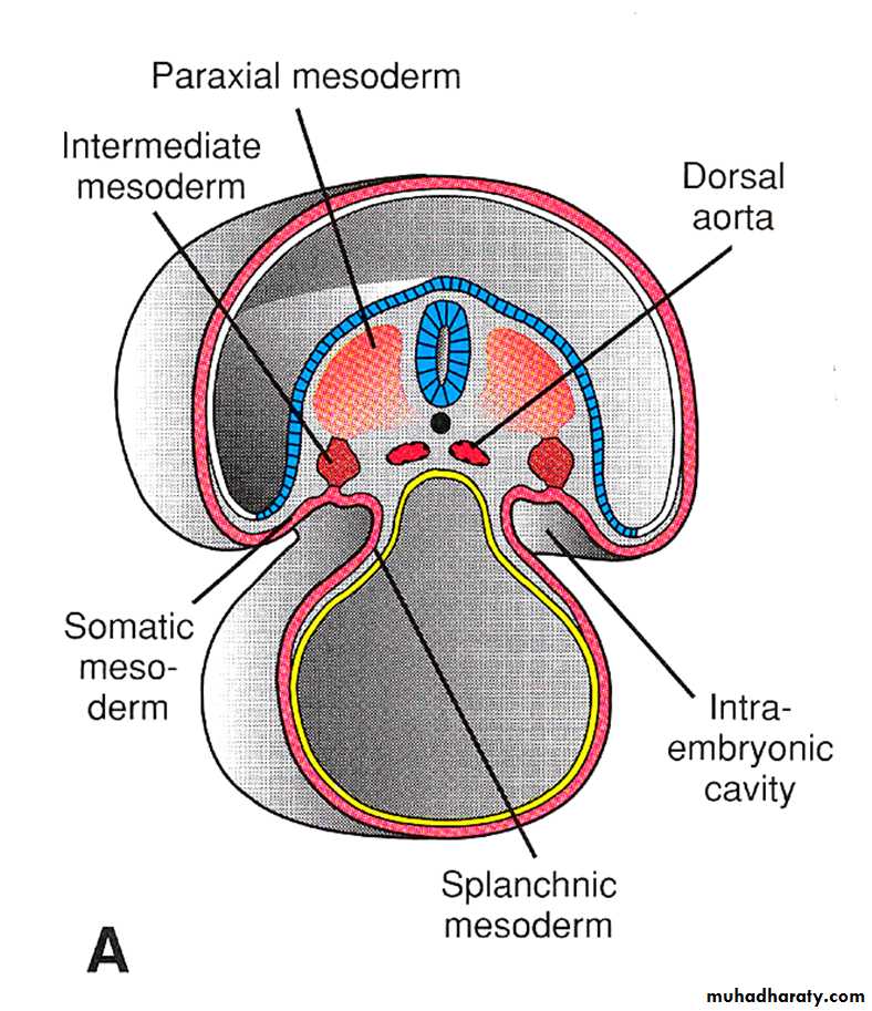 Urinary system