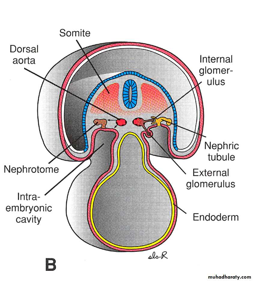 Urinary system
