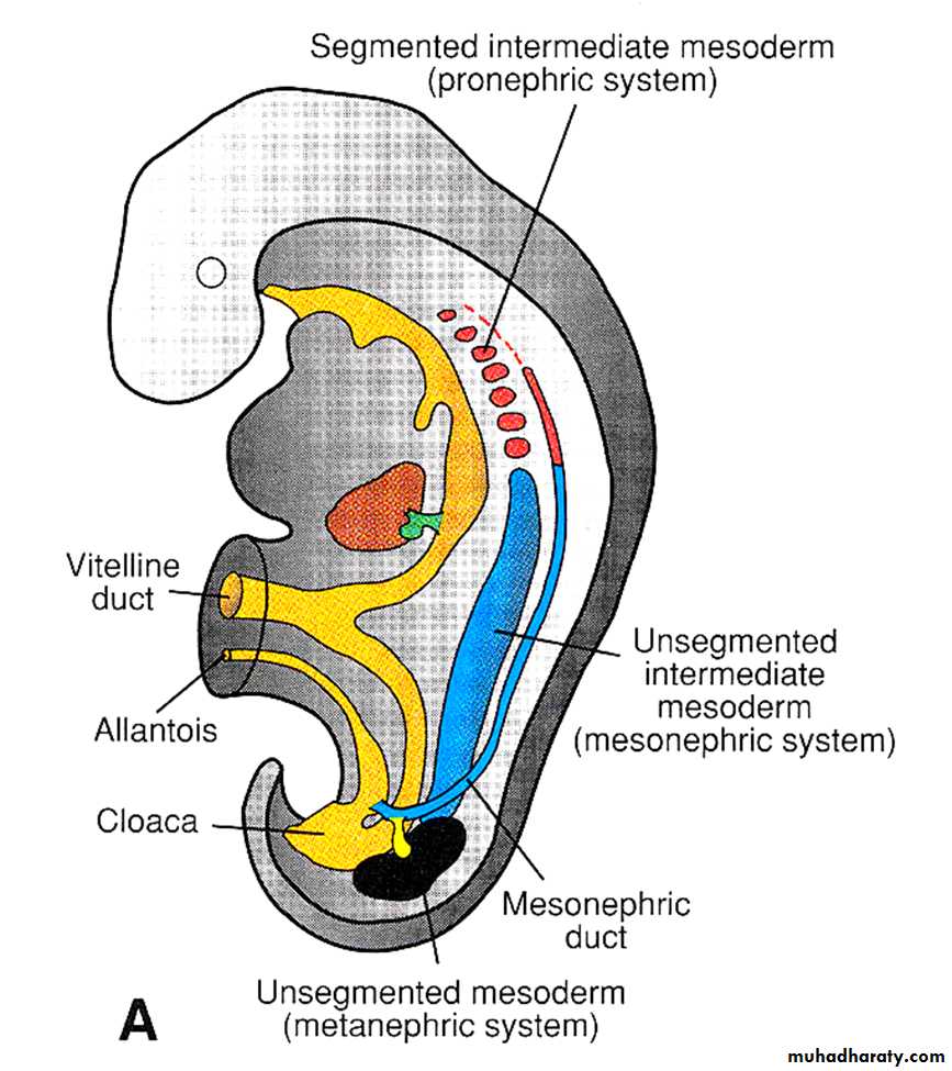 Urinary system