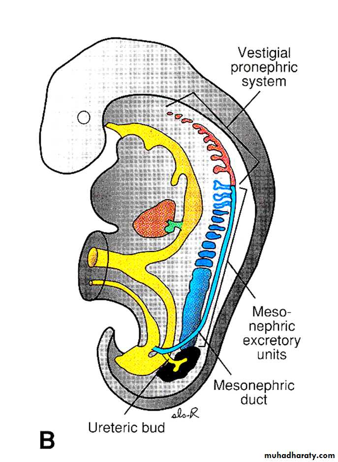 Urinary system