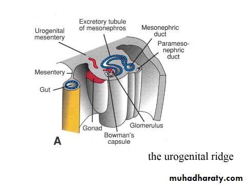 Urinary system