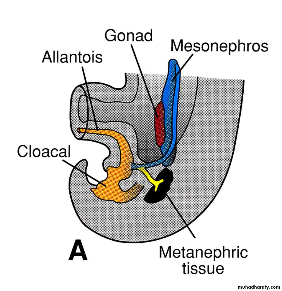 Urinary system