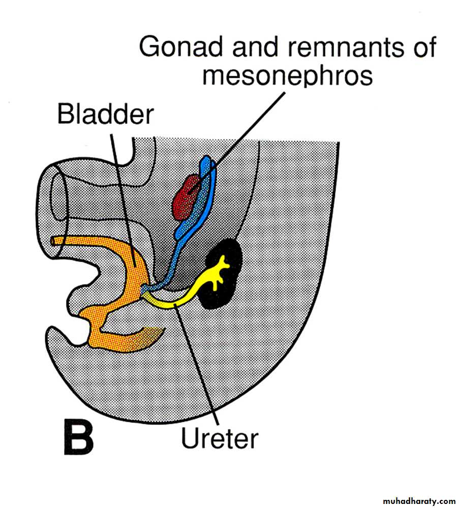Urinary system