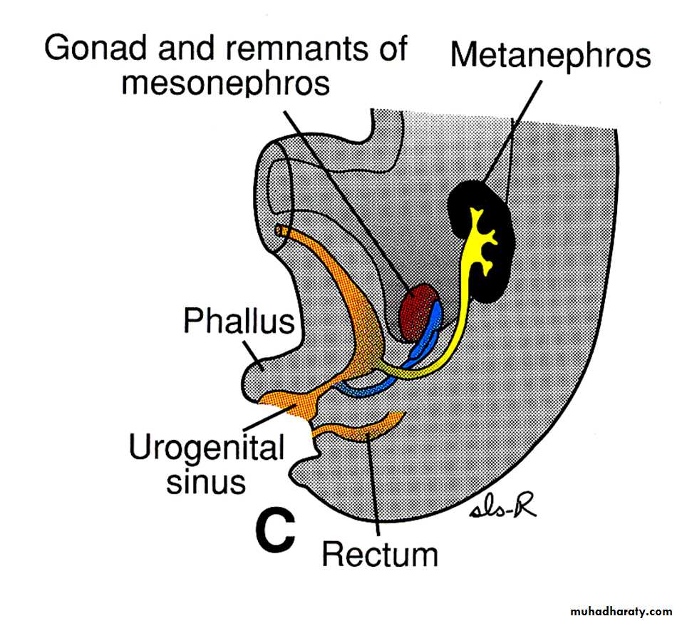 Urinary system