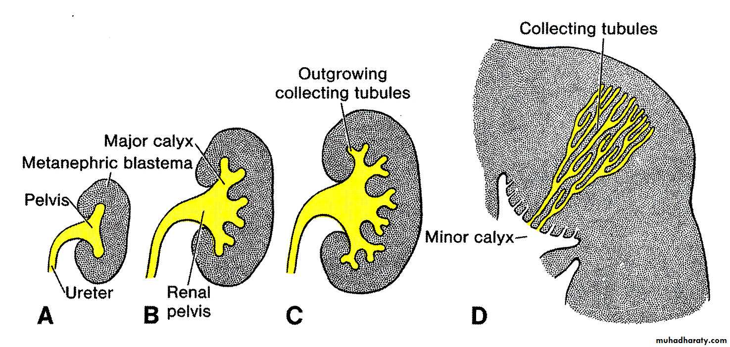 Urinary system