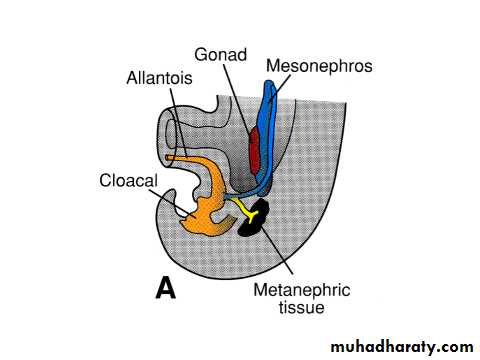 Urinary system