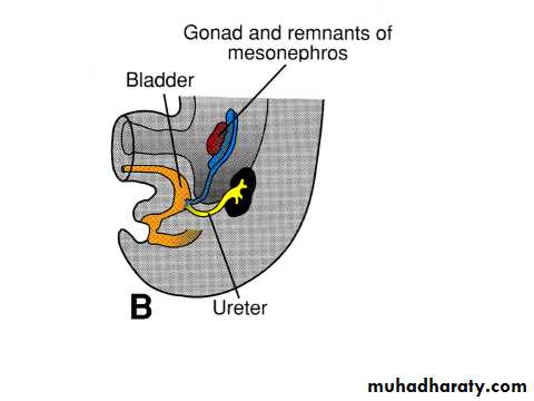 Urinary system