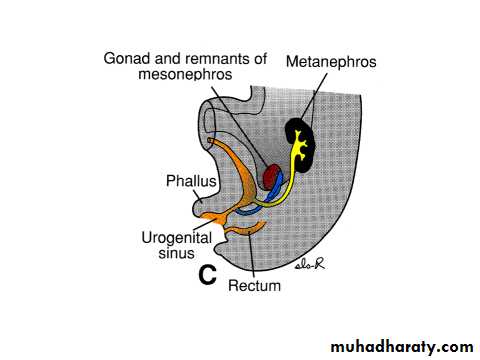Urinary system