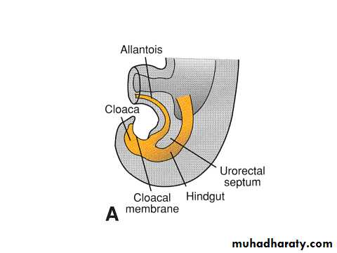 Urinary system