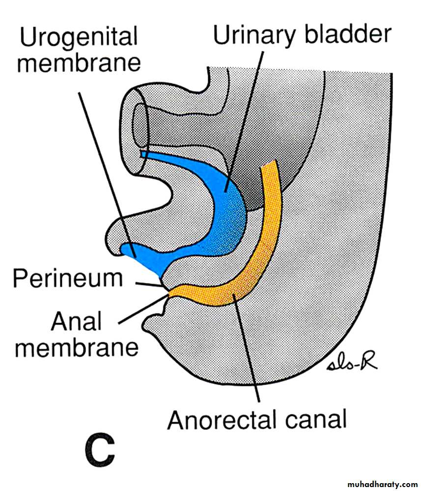 Urinary system