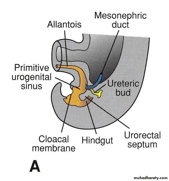 Urinary system