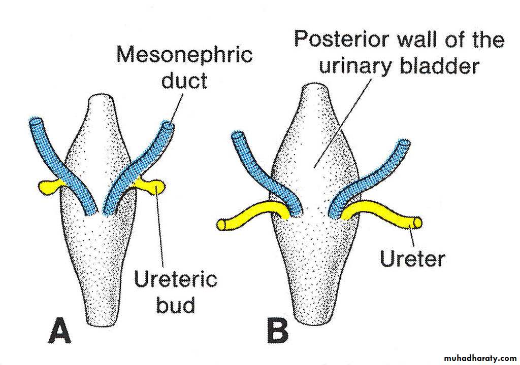 Urinary system