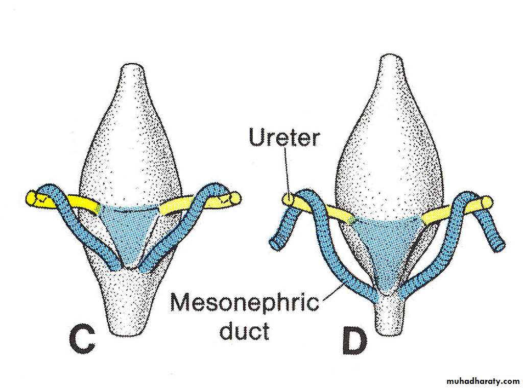 Urinary system